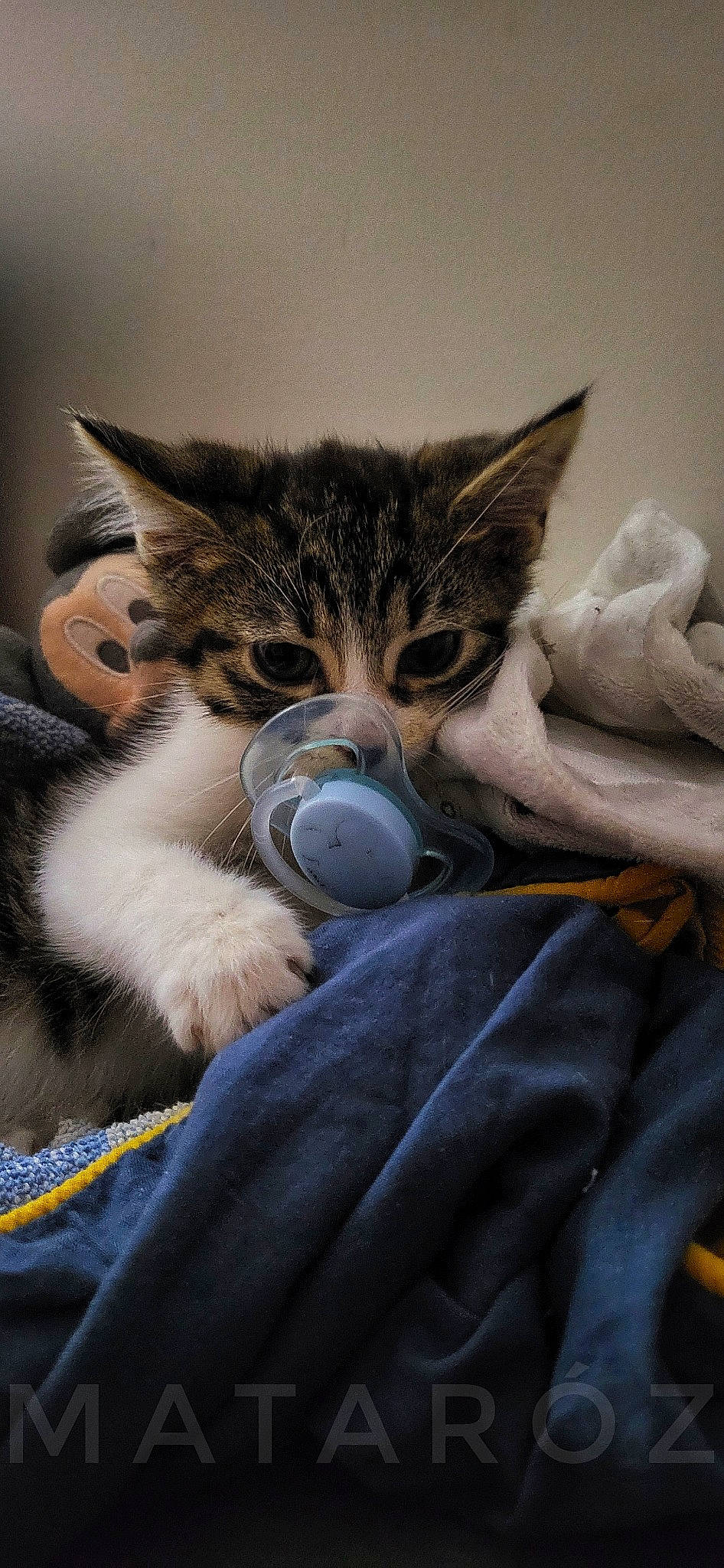 Uba a rejoint le concours — aidez-le/la à gagner de superbes lots ! carnivore, cat, claw, comfort, domestic_short_haired_cat, felidae, fur, fur_clothing, mammal, paw, remote_control, sitting, small_to_medium_sized_cats, stuffed_toy, tail, toy, vertebrate, whiskers, winter