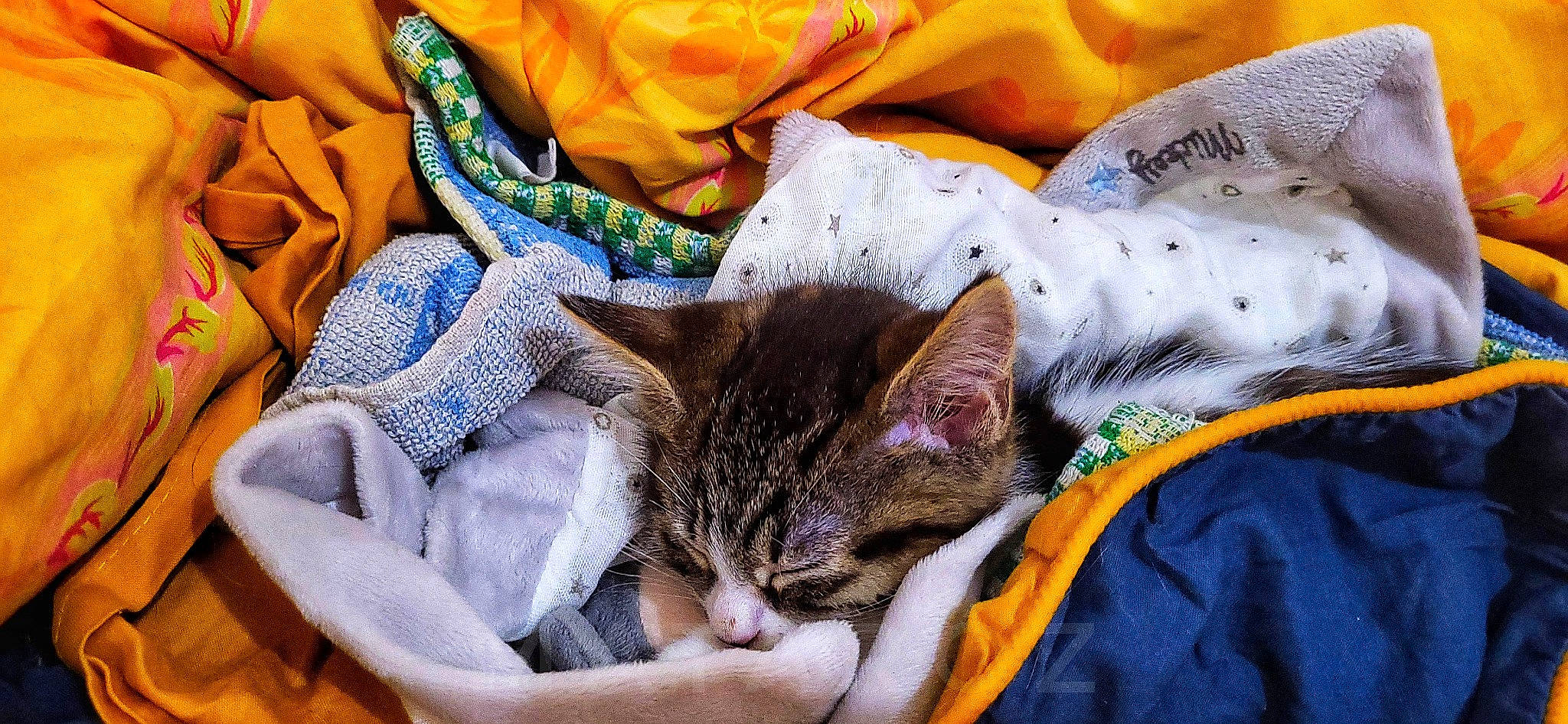 Uba a rejoint le concours — aidez-le/la à gagner de superbes lots ! bed_sheet, bedding, blanket, carnivore, cat, comfort, domestic_short_haired_cat, electric_blue, felidae, fur, grass, linens, nap, orange, pattern, sleep, small_to_medium_sized_cats, whiskers