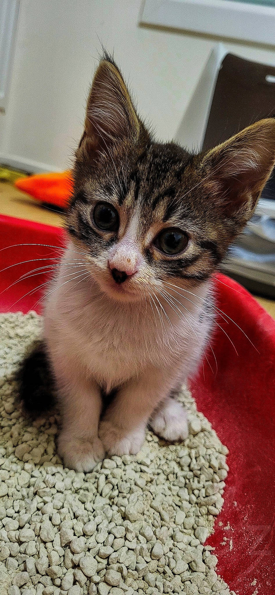 Uba participe au concours pour gagner de l'argent avec cette photo : carnivore, cat, claw, domestic_short_haired_cat, eye, fawn, felidae, foot, fur, leg, paw, small_to_medium_sized_cats, snout, tail, whiskers, window