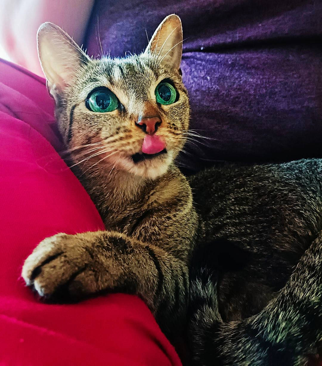 Lola a rejoint le concours — aidez-le/la à gagner de superbes lots ! carnivore, cat, claw, comfort, domestic_short_haired_cat, door, eye, felidae, fur, paw, sitting, small_to_medium_sized_cats, snout, tail, whiskers, wildlife