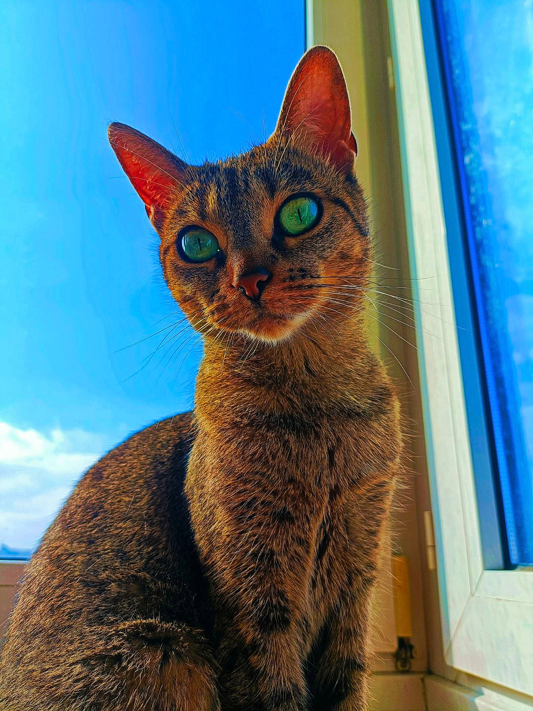 Lola a rejoint le concours — aidez-le/la à gagner de superbes lots ! blue, carnivore, cat, cat_supply, cloud, domestic_short_haired_cat, electric_blue, fawn, felidae, fur, iris, sky, small_to_medium_sized_cats, snout, terrestrial_animal, whiskers