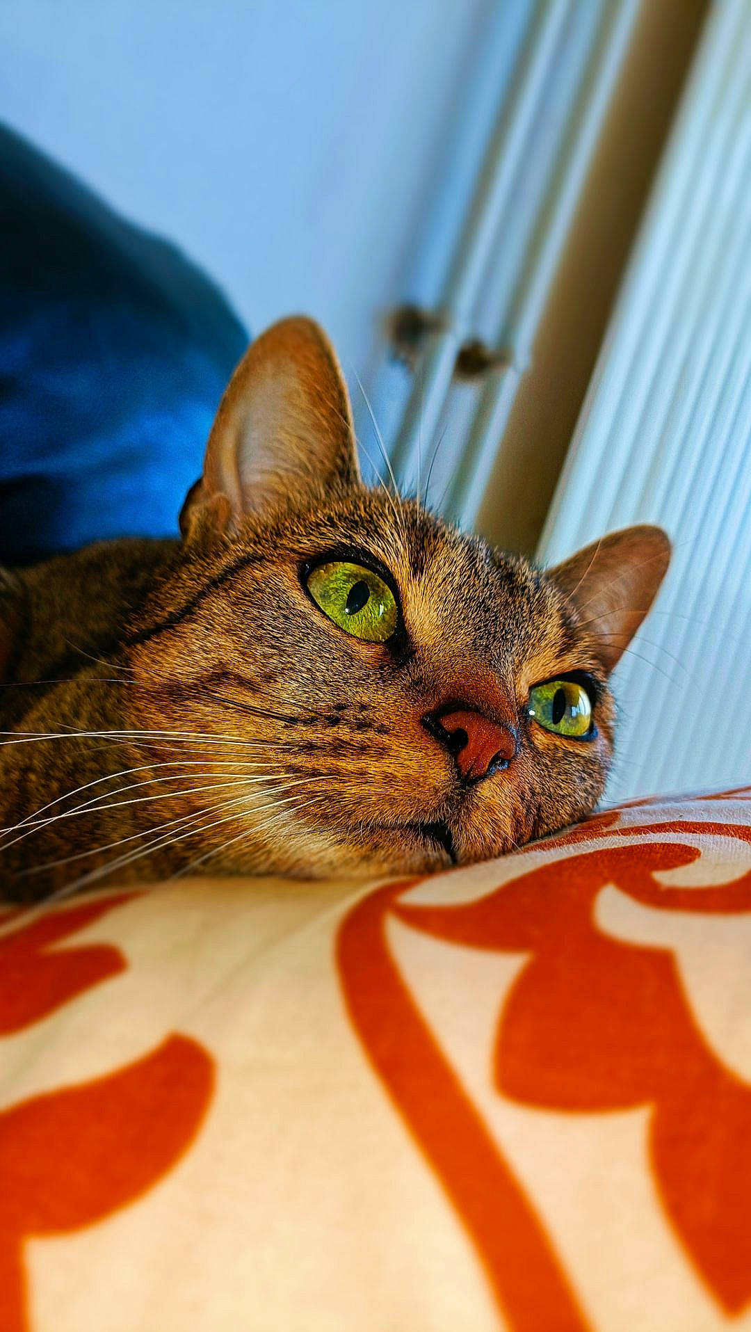 Lola participe au concours pour gagner de l'argent avec cette photo : carnivore, cat, close_up, domestic_short_haired_cat, ear, eye, felidae, fur, small_to_medium_sized_cats, snout, terrestrial_animal, tree, whiskers, wildlife