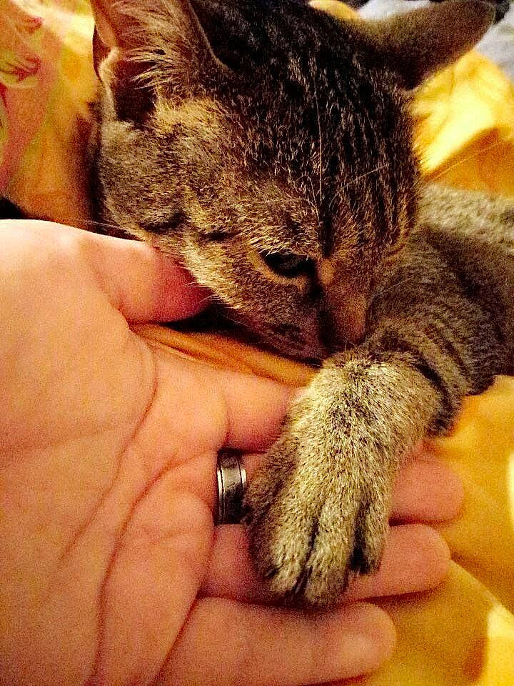 Lola participe au concours pour gagner de l'argent avec cette photo : braid, carnivore, cat, claw, close_up, domestic_short_haired_cat, ear, felidae, finger, fur, gesture, hand, nail, paw, small_to_medium_sized_cats, snout, terrestrial_animal, thumb, whiskers, wildlife