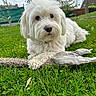 backyard, close_up, cloudy_sky, companion, cute, dog, fence, fluffy, grass, greenery, lying_down, muzzle, nose, outdoors, paw, pet, portrait, toy, tree, white_dog