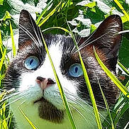 Frodo joined the competition — help win amazing prizes! animal, black_and_white, blue_eyes, cat, close_up, curious, daylight, ears, eye_contact, face, feline, grass, greenery, nature, outdoor, pet, plants, portrait, whiskers, wildlife