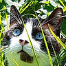 animal, black_and_white, blue_eyes, cat, close_up, curious, daylight, ears, eye_contact, face, feline, grass, greenery, nature, outdoor, pet, plants, portrait, whiskers, wildlife