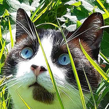 Frodo joined the competition — help win amazing prizes! animal, black_and_white, blue_eyes, cat, close_up, curious, daylight, ears, eye_contact, face, feline, grass, greenery, nature, outdoor, pet, plants, portrait, whiskers, wildlife