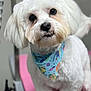 dog, white_dog, pet, bandana, animal, fluffy, cute, portrait, indoor, close_up, fur, small_dog, groomed, looking_up, pink_surface, adorable, companion, friendly, domestic_animal, cute_pet