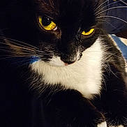 Boots joined the competition — help win amazing prizes! animal, black_and_white, cat, close_up, closeup, cute, domestic_cat, face, feline, fur, indoor, mammal, nose, paw, pet, portrait, soft_fur, tuxedo_cat, whiskers, yellow_eyes