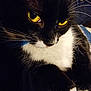 animal, black_and_white, cat, close_up, closeup, cute, domestic_cat, face, feline, fur, indoor, mammal, nose, paw, pet, portrait, soft_fur, tuxedo_cat, whiskers, yellow_eyes
