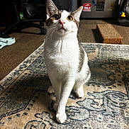 Loki is registered to the contest to win money with this photo: cat, indoor, pet, curious, amber_eyes, patterned_rug, scratching_post, refrigerator, magnets, chair, floor, whiskers, fur, domestic, animal, feline, looking_up, light, shadow, household