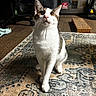 cat, indoor, pet, curious, amber_eyes, patterned_rug, scratching_post, refrigerator, magnets, chair, floor, whiskers, fur, domestic, animal, feline, looking_up, light, shadow, household