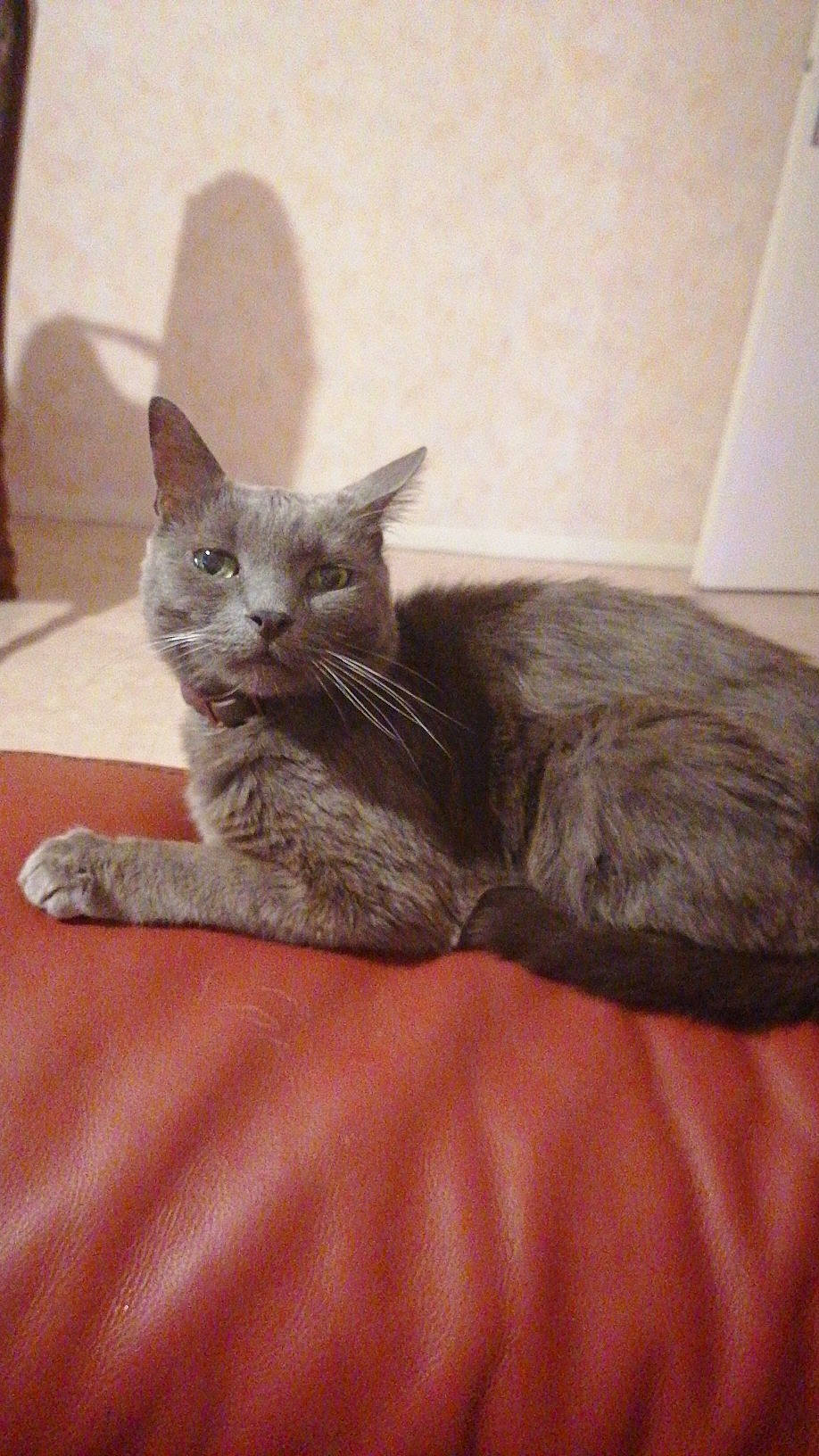 Câlin