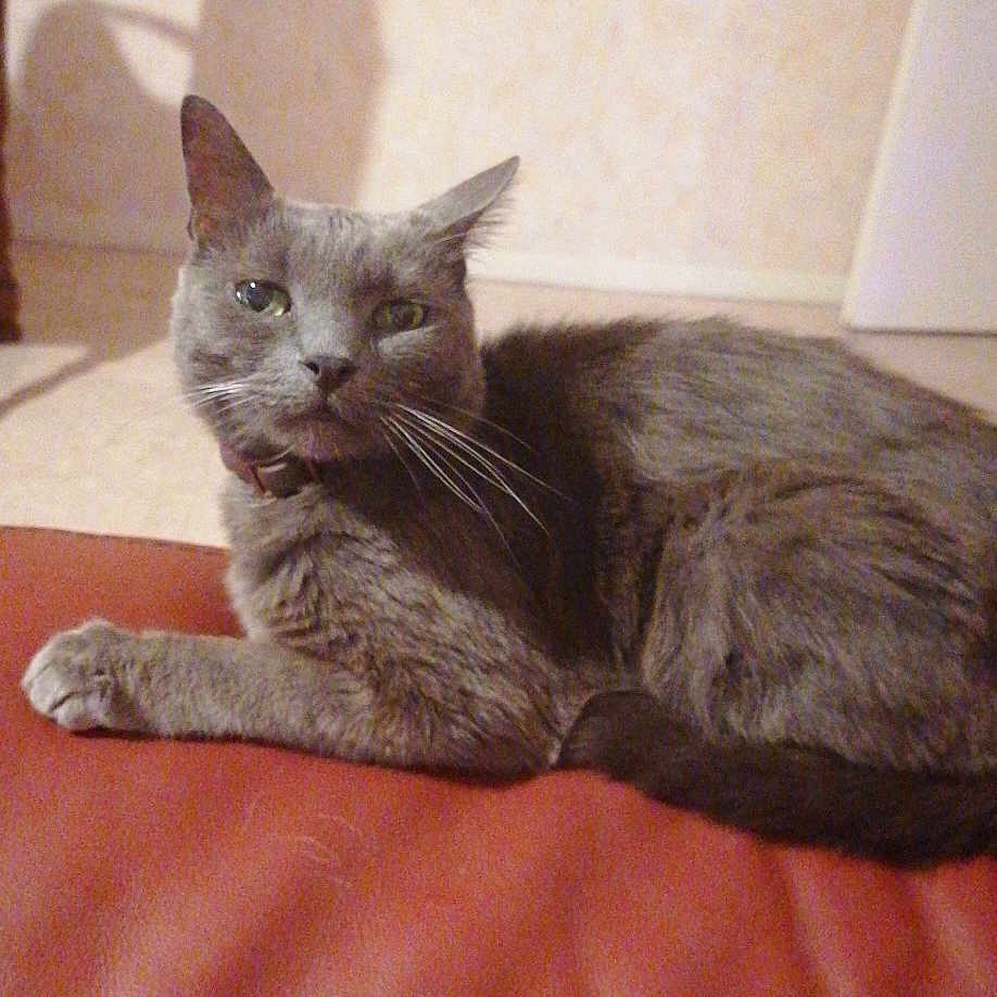 Câlin