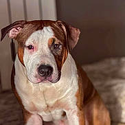 Alpha a rejoint le concours — aidez-le/la à gagner de superbes lots ! animal, background, brown, calm, canine, dog, ears, face, fur, furniture, indoor, light, nostrils, paw, pet, portrait, quiet, shadow, sitting, white