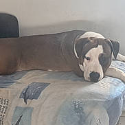 Alpha participe au concours pour gagner de l'argent avec cette photo : dog, bed, blanket, resting, indoor, animal, pet, brown, white, floor, tile, head, paws, relaxed, canine, furniture, quiet, lying_down, calm, side_view