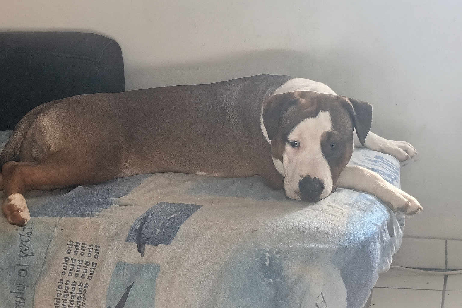 Alpha participe au concours pour gagner de l'argent avec cette photo : dog, bed, blanket, resting, indoor, animal, pet, brown, white, floor, tile, head, paws, relaxed, canine, furniture, quiet, lying_down, calm, side_view
