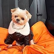Rubie a rejoint le concours — aidez-le/la à gagner de superbes lots ! dog, small_dog, pet, animal, portrait, sitting, car, back_seat, vehicle_interior, orange_blanket, black_jacket, fluffy_collar, cute, looking_at_camera, brown_fur, white_fur, ears, eyes, road_trip, indoor
