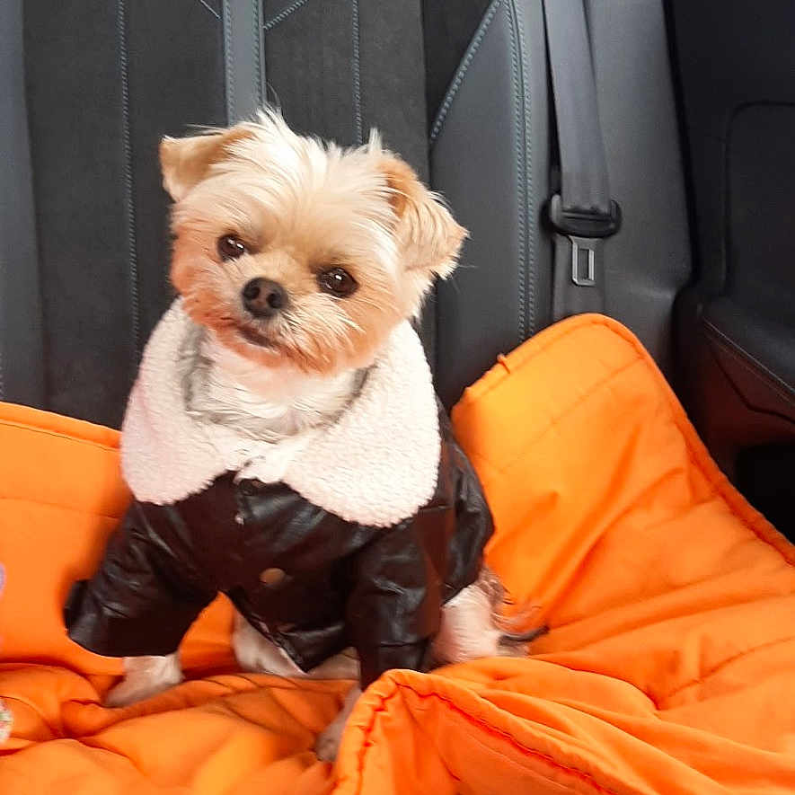 Rubie a rejoint le concours — aidez-le/la à gagner de superbes lots ! dog, small_dog, pet, animal, portrait, sitting, car, back_seat, vehicle_interior, orange_blanket, black_jacket, fluffy_collar, cute, looking_at_camera, brown_fur, white_fur, ears, eyes, road_trip, indoor