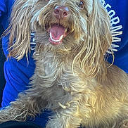 Nova is registered to the contest to win money with this photo: dog, happy, smiling, pet, curly_hair, lap, blue_shirt, tongue_out, fur, cute, animal, domestic_animal, friendly, mammal, companion, closeup, portrait, sitting, indoors, person