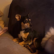 Patsy a rejoint le concours — aidez-le/la à gagner de superbes lots ! alert, animal, black_and_tan, blanket, canine, couch, cozy, cushion, dog, domestic, furniture, indoor, looking_away, pet, relaxed, seated, side_view, small_dog, tail, warm_light