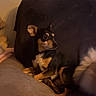 alert, animal, black_and_tan, blanket, canine, couch, cozy, cushion, dog, domestic, furniture, indoor, looking_away, pet, relaxed, seated, side_view, small_dog, tail, warm_light
