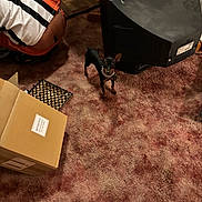 Rolls Harris is registered to the contest to win money with this photo: dog, small_dog, carpet, cardboard_box, television, person, indoor, floor, clutter, brown_carpet, black_dog, tan_dog, chain_collar, wood_floor, old_television, toy, orange_clothing, crouching, home, living_room