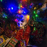 Trixie is registered to the contest to win money with this photo: animal, cat, celebration, christmas, christmas_lights, christmas_tree, colorful_lights, curious_cat, decorations, feline, festive, festivity, floor, gift_wrap, holiday, holiday_season, indoor, pets, presents, tinsel