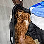 Sir Edward is registered to the contest to win money with this photo: dog, curly_fur, brown_dog, pet, bag, open_bag, lying_down, floor, person, dress, patterned_dress, clothing, blue_clothes, white_clothes, indoor, cozy, cute, small_dog, looking_up, fur