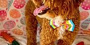 Sir Edward joined the competition — help win amazing prizes! dog, brown_fur, bow_tie, tongue_out, toy, carrot_toy, blanket, indoor, pet, cute, fluffy, animal, happy, playful, portrait, furry, small_dog, colorful, cozy, background