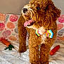 dog, brown_fur, bow_tie, tongue_out, toy, carrot_toy, blanket, indoor, pet, cute, fluffy, animal, happy, playful, portrait, furry, small_dog, colorful, cozy, background