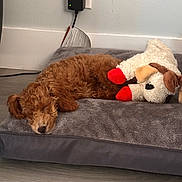 Sir Edward is registered to the contest to win money with this photo: puppy, dog, sleeping, bed, plush_toy, indoor, floor, wall, outlet, cord, gray_bed, brown_fur, cute, pet, resting, cozy, soft, toy, animal, nap