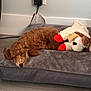 puppy, dog, sleeping, bed, plush_toy, indoor, floor, wall, outlet, cord, gray_bed, brown_fur, cute, pet, resting, cozy, soft, toy, animal, nap