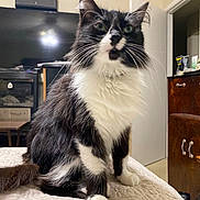 Samantha Garcia joined the competition — help win amazing prizes! cat, black_and_white, fluffy, pet, indoor, bed, furniture, television, wooden_cabinet, curious, animal, whiskers, ears, tail, domestic, house, room, cozy, sitting, closeup