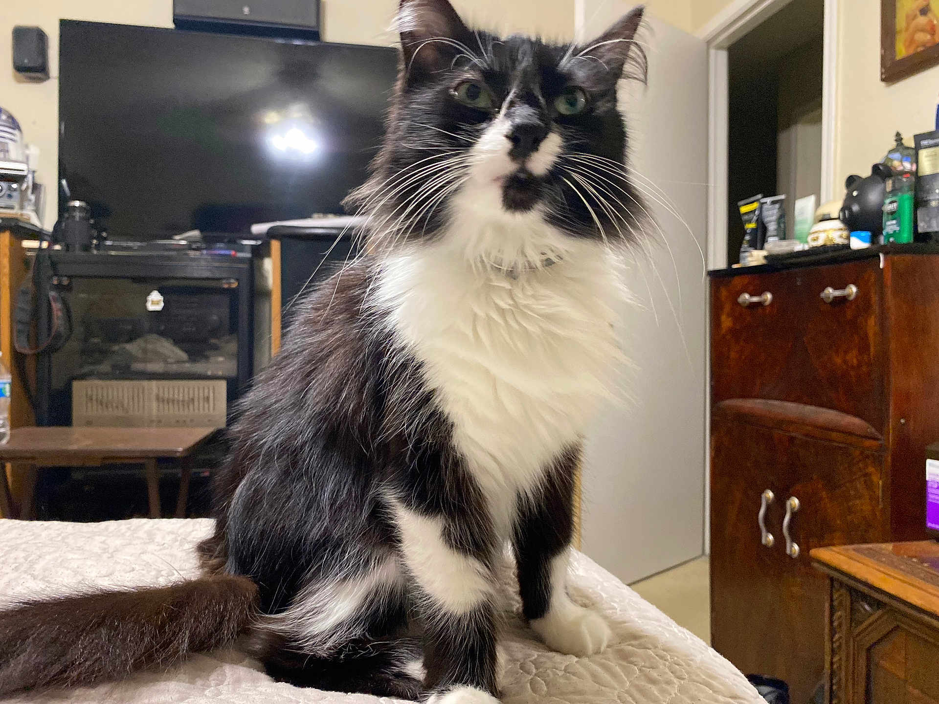 Samantha Garcia joined the competition — help win amazing prizes! cat, black_and_white, fluffy, pet, indoor, bed, furniture, television, wooden_cabinet, curious, animal, whiskers, ears, tail, domestic, house, room, cozy, sitting, closeup