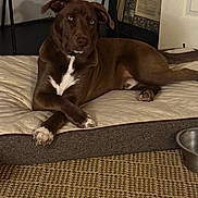 Frankie is registered to the contest to win money with this photo: animal, blue_eyes, brown_dog, canine, carpet, companion, cozy, crossed_paws, decor, dog, dog_bed, floor, furniture, household, indoor, pet, portrait, relaxed, resting, water_bowl