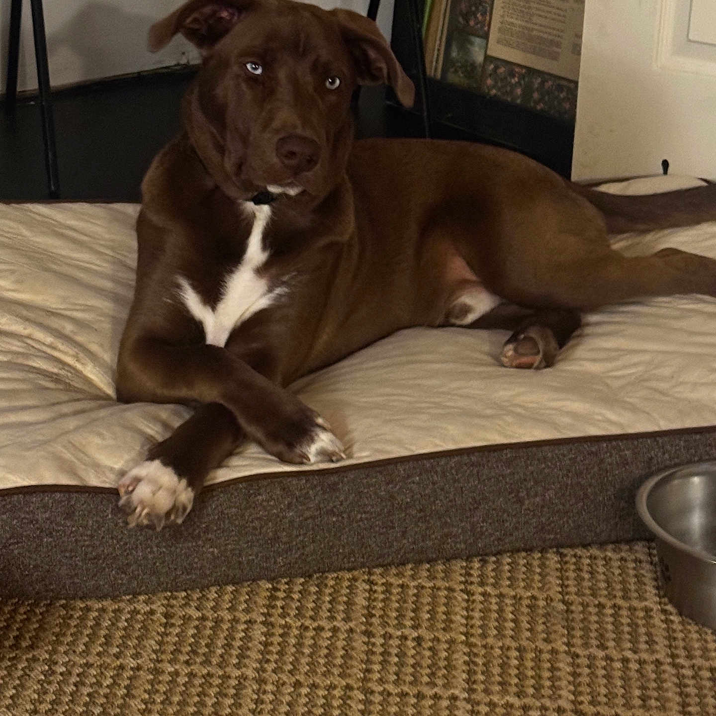 Frankie is registered to the contest to win money with this photo: animal, blue_eyes, brown_dog, canine, carpet, companion, cozy, crossed_paws, decor, dog, dog_bed, floor, furniture, household, indoor, pet, portrait, relaxed, resting, water_bowl