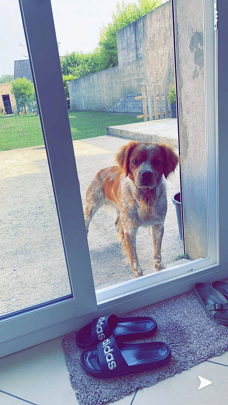 Oslo participe au concours pour gagner de l'argent avec cette photo : brittany, canidae, carnivore, dog, dog_breed, door, fawn, golden_retriever, spaniel, sporting_group, window