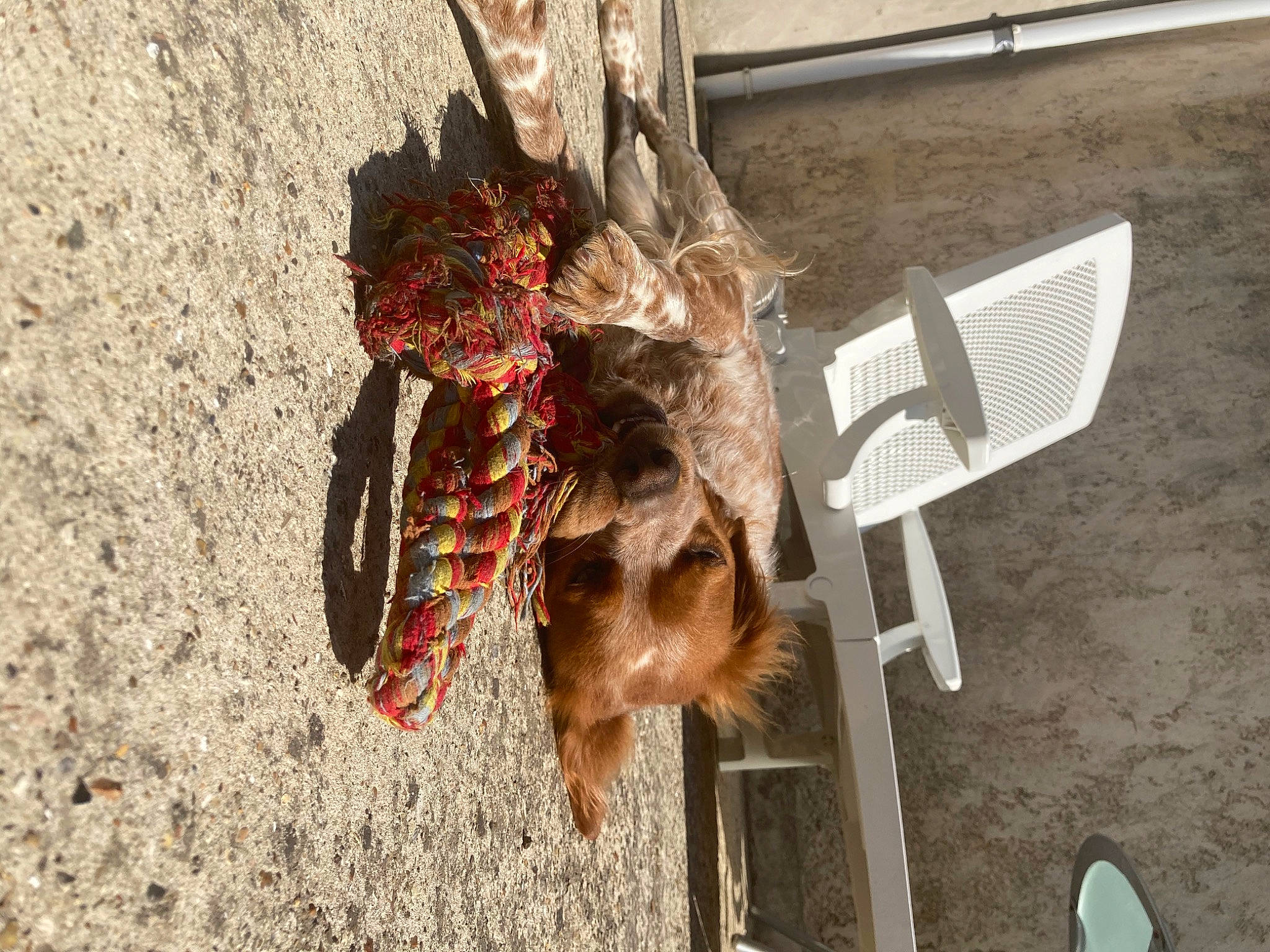 Oslo participe au concours pour gagner de l'argent avec cette photo : insect, membrane_winged_insect, pest