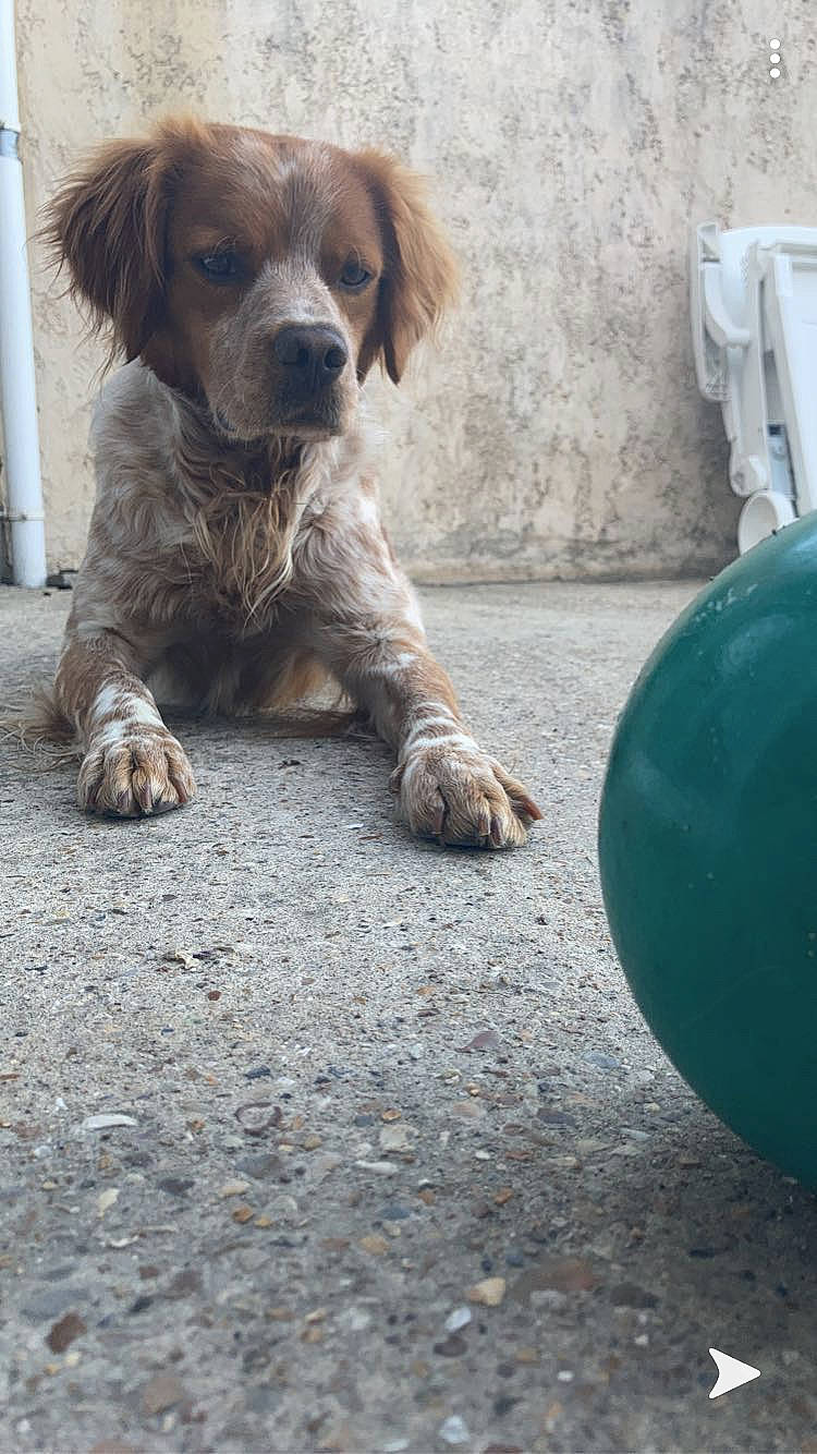 Oslo participe au concours pour gagner de l'argent avec cette photo : ball, canidae, carnivore, companion_dog, dog, dog_breed, english_setter, fawn, puppy, setter, spaniel, sporting_group