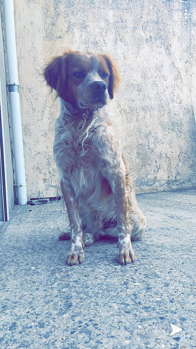 Oslo a rejoint le concours — aidez-le/la à gagner de superbes lots ! blue_picardy_spaniel, brittany, canidae, carnivore, dog, dog_breed, french_spaniel, german_longhaired_pointer, german_shorthaired_pointer, hunting_dog, large_munsterlander, mammal, pointer, pointing_breed, rare_breed_dog, setter, small_munsterlander, spaniel, sporting_group, vertebrate