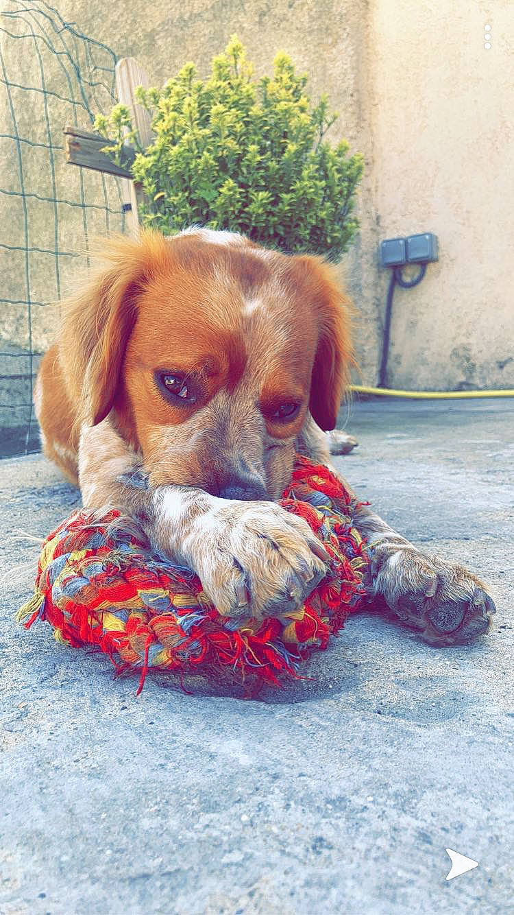 Oslo a rejoint le concours — aidez-le/la à gagner de superbes lots ! brittany, canidae, carnivore, companion_dog, dog, dog_breed, fawn, king_charles_spaniel, mammal, puppy, snout, spaniel, sporting_group