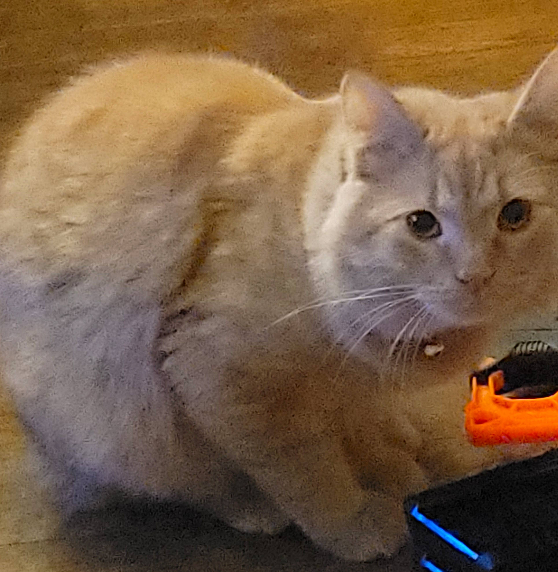 Gutz is registered to the contest to win money with this photo: art, balinese, box, carnivore, cat, domestic_short_haired_cat, felidae, fur, paw, small_to_medium_sized_cats, tail, terrestrial_animal, whiskers