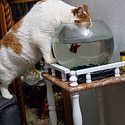 Zoey joined the competition — help win amazing prizes! cat, fish, fishbowl, aquarium, indoor, pet, white_cat, orange_patches, curious, animal, water, glass_bowl, table, furniture, home_decor, sitting, standing, reflection, shelf, portrait