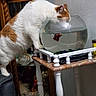 cat, fish, fishbowl, aquarium, indoor, pet, white_cat, orange_patches, curious, animal, water, glass_bowl, table, furniture, home_decor, sitting, standing, reflection, shelf, portrait