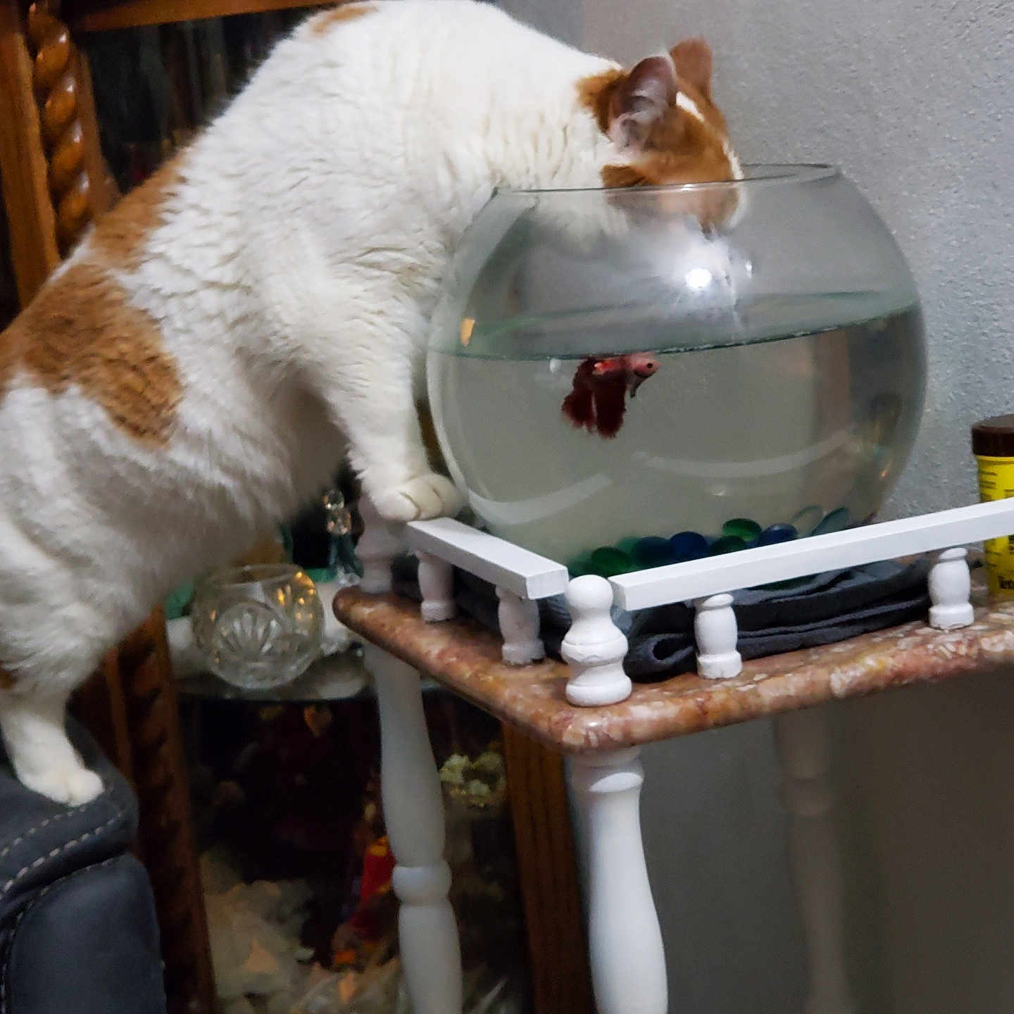 Zoey joined the competition — help win amazing prizes! cat, fish, fishbowl, aquarium, indoor, pet, white_cat, orange_patches, curious, animal, water, glass_bowl, table, furniture, home_decor, sitting, standing, reflection, shelf, portrait