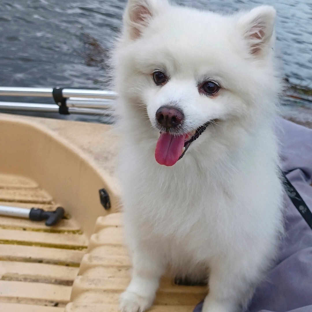 Dixie is registered to the contest to win money with this photo: dog, white_dog, fluffy, happy, tongue_out, boat, water, outdoor, pet, canine, animal, summer, nature, leash, seated, cute, small_dog, fur, portrait, daytime