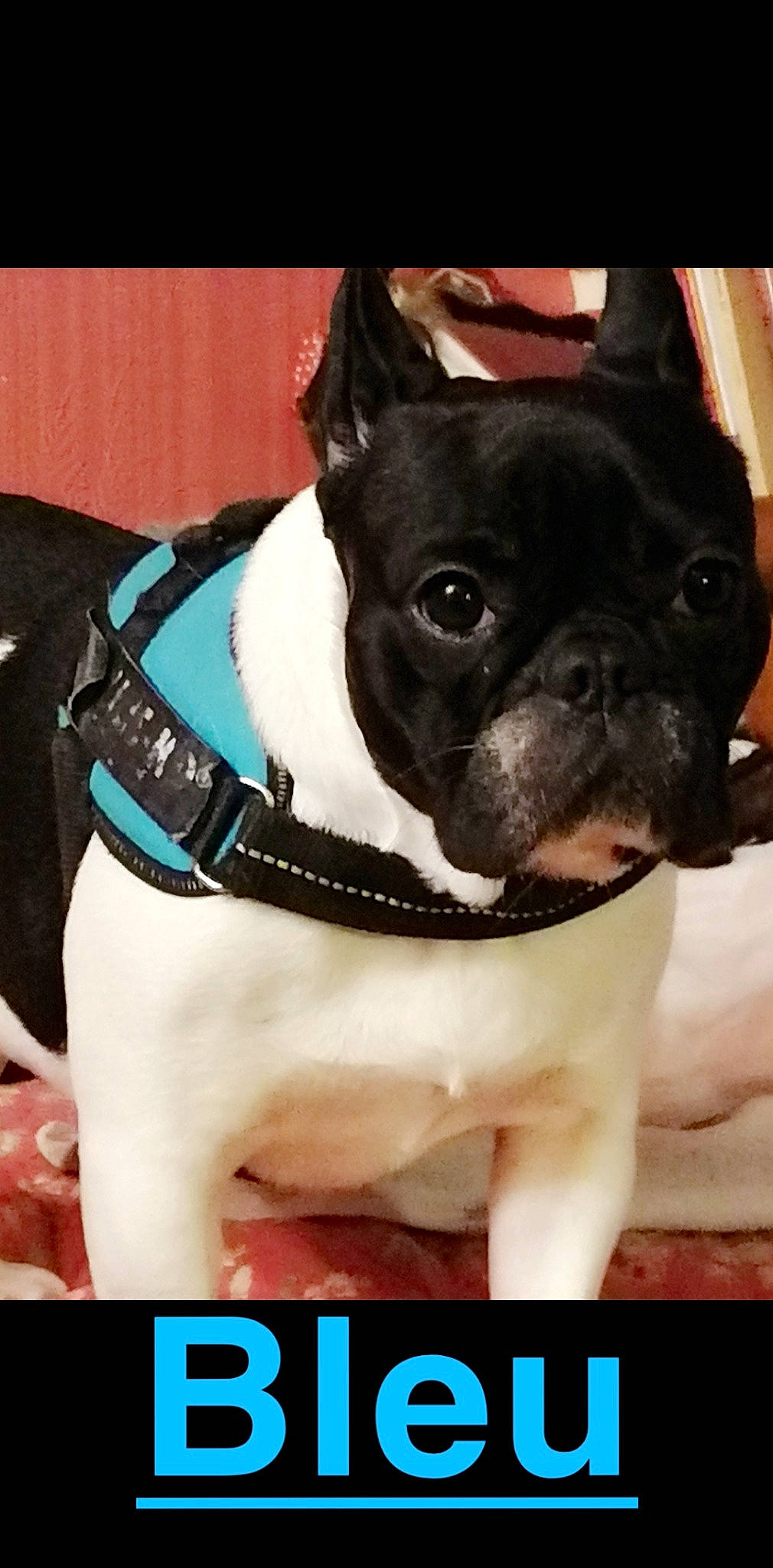 Namour a rejoint le concours — aidez-le/la à gagner de superbes lots ! boston_terrier, bulldog, canidae, carnivore, collar, companion_dog, dog, dog_breed, dog_collar, fawn, french_bulldog, mammal, molosser, non_sporting_group, rare_breed_dog, snout, toy_bulldog, vertebrate, whiskers