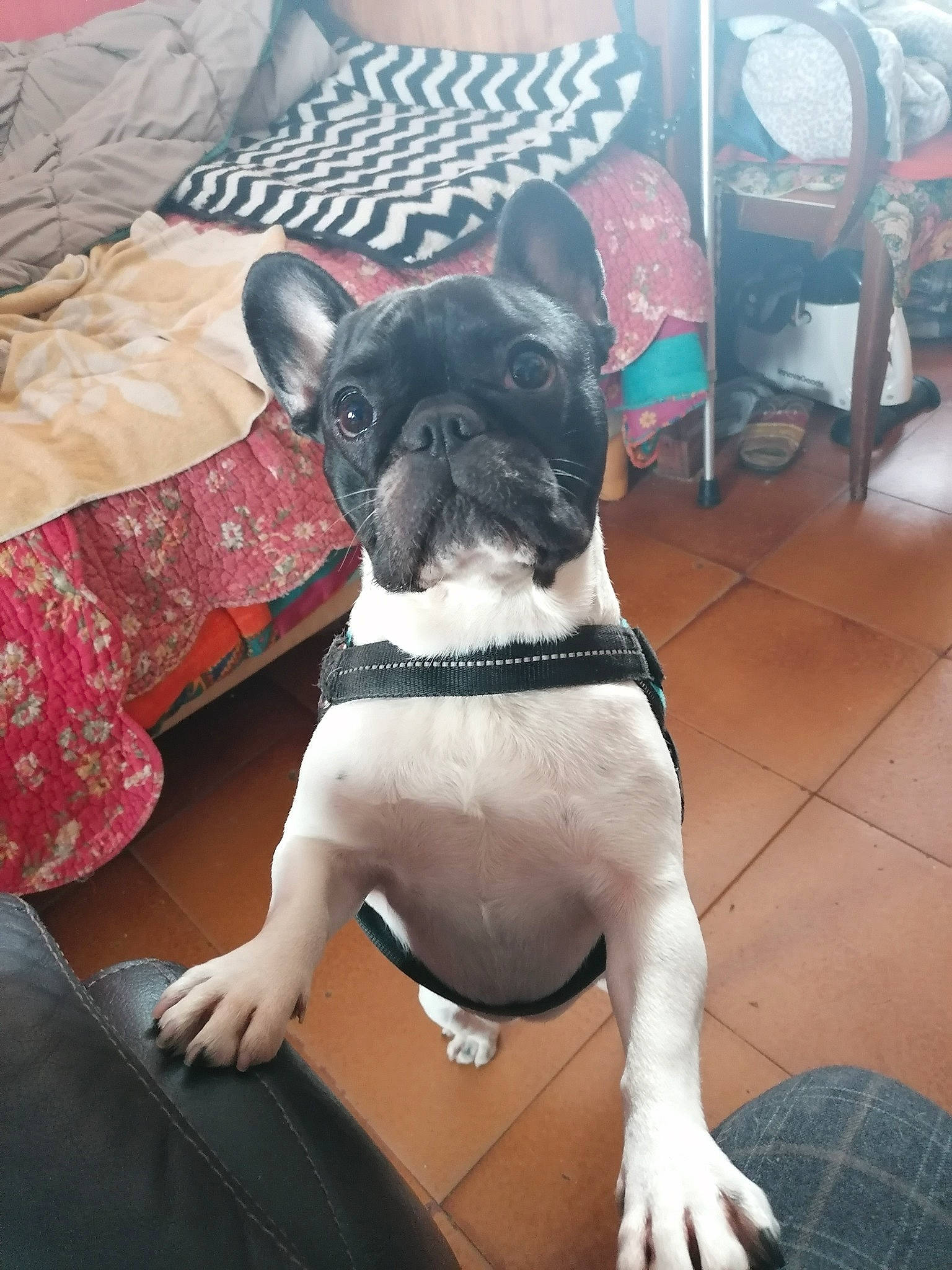 Namour participe au concours pour gagner de l'argent avec cette photo : bulldog, canidae, carnivore, companion_dog, dog, dog_breed, dog_collar, fawn, french_bulldog, mammal, non_sporting_group, snout, sporting_group, toy_bulldog, vertebrate