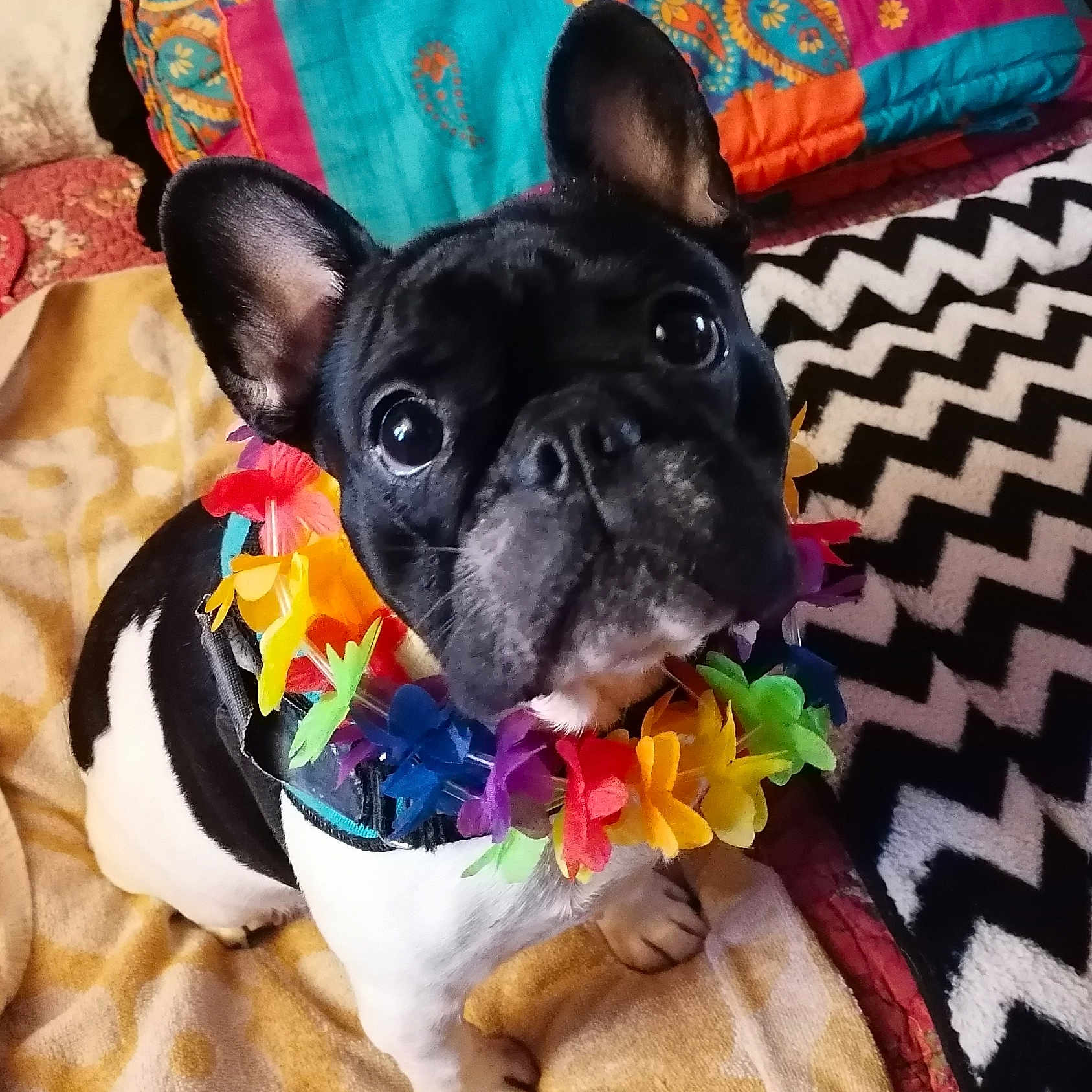 Namour a rejoint le concours — aidez-le/la à gagner de superbes lots ! boston_terrier, bulldog, canidae, carnivore, companion_dog, dog, dog_breed, dog_clothes, ear, fawn, french_bulldog, mammal, non_sporting_group, puppy, snout, toy_bulldog, toy_dog, vertebrate